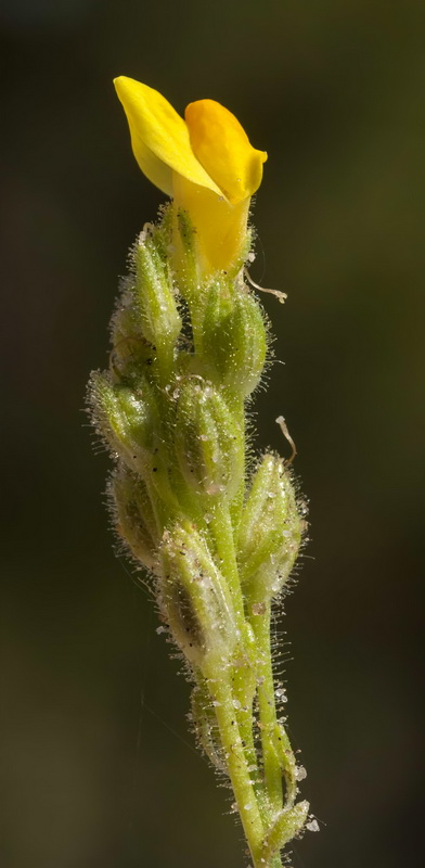 Linaria salzmanii flava.21