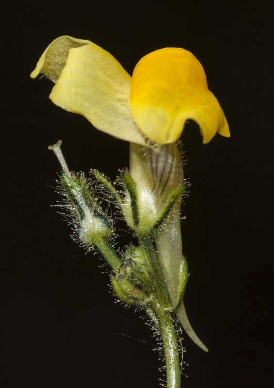 Linaria salzmanii flava.24
