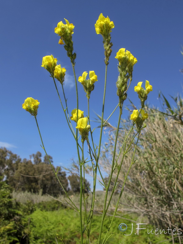 Linaria salzmanii flava.29