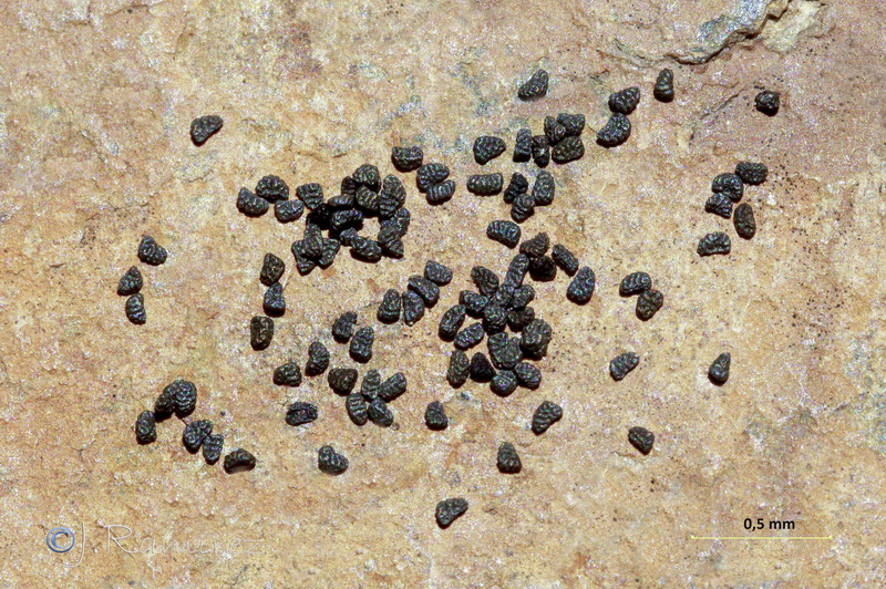Linaria salzmanii flava.37