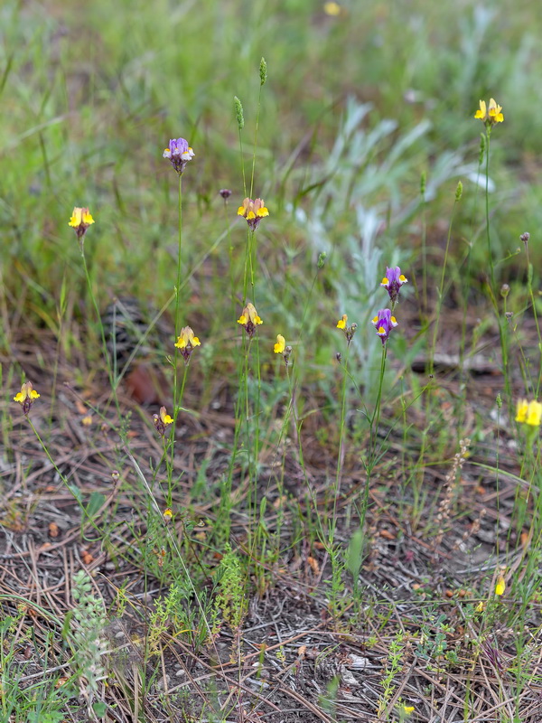 Linaria salzmannii.01