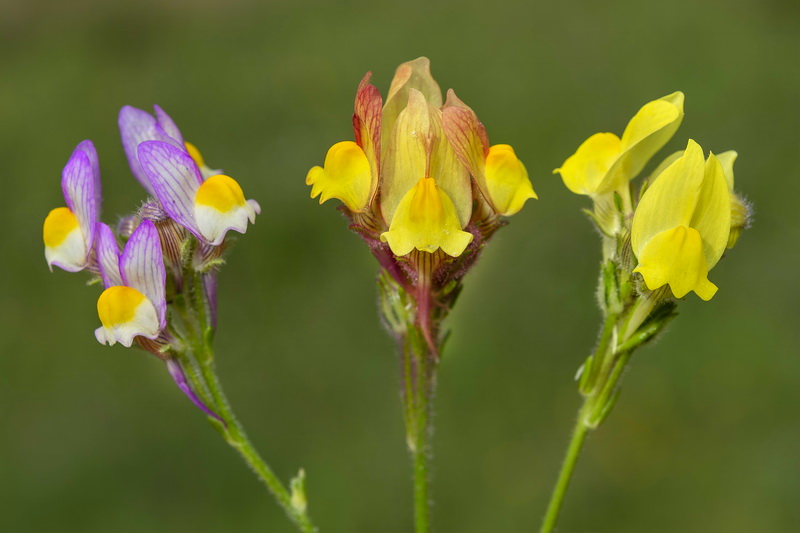 Linaria salzmannii.02