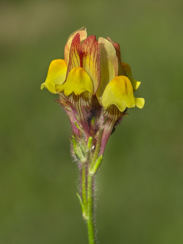 Linaria salzmannii.03