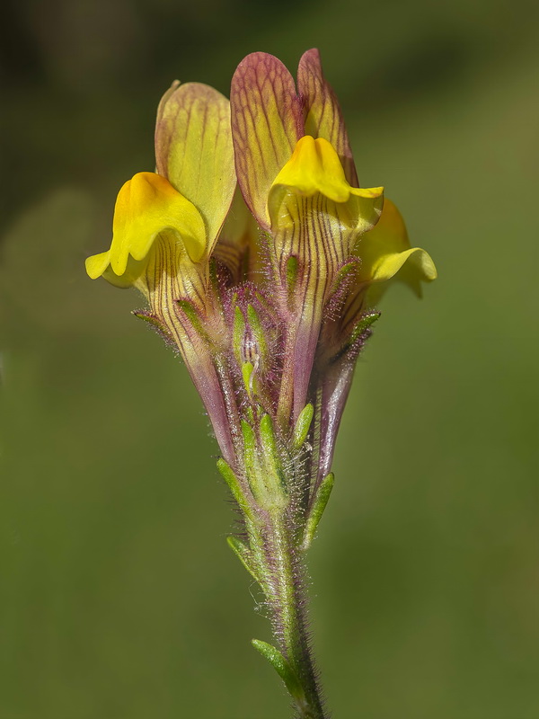 Linaria salzmannii.04