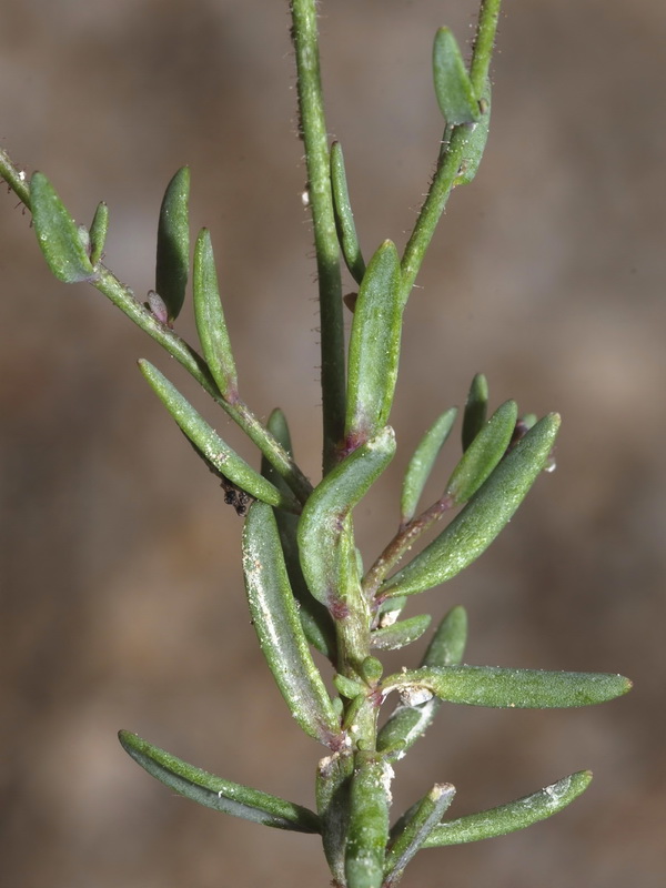 Linaria saturejoides angustealata.06