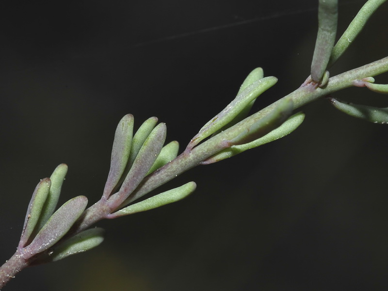 Linaria saturejoides angustealata.07