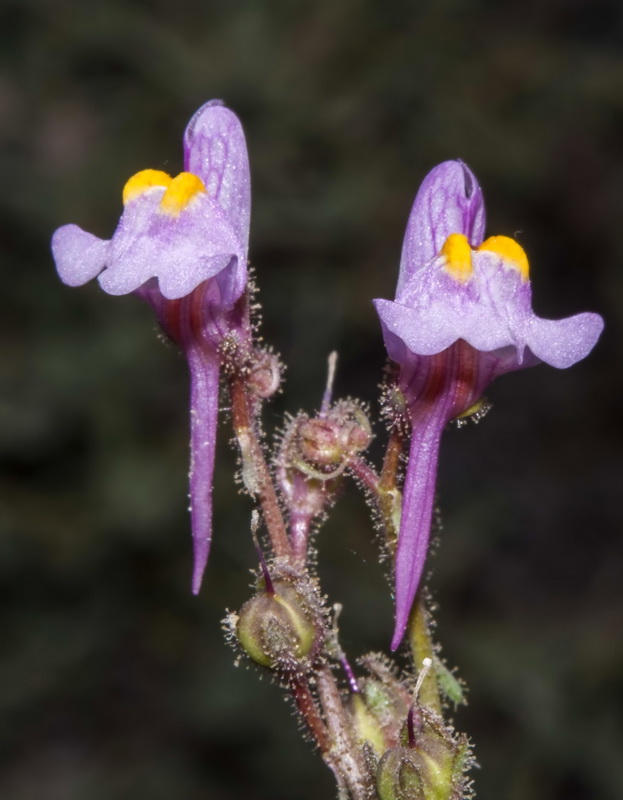 Linaria saturejoides angustealata.09