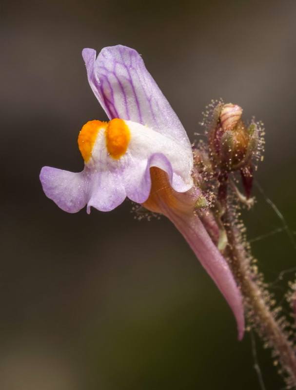 Linaria saturejoides angustealata.11