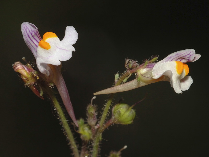 Linaria saturejoides angustealata.15