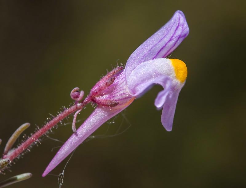 Linaria saturejoides angustealata.22