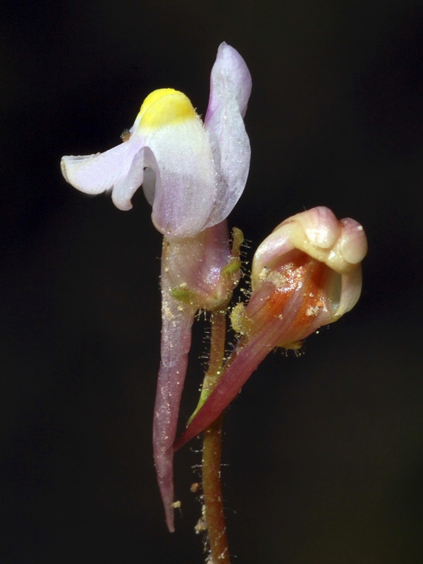 Linaria saturejoides angustealata.24