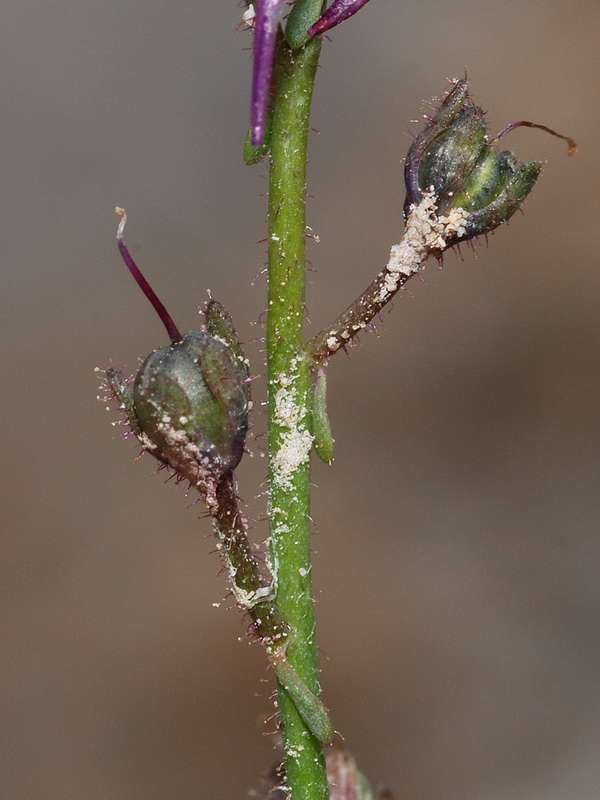 Linaria saturejoides angustealata.26