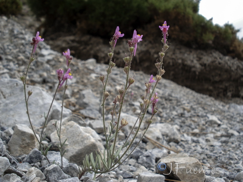 Linaria saturejoides angustealata.29