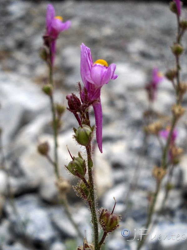 Linaria saturejoides angustealata.34