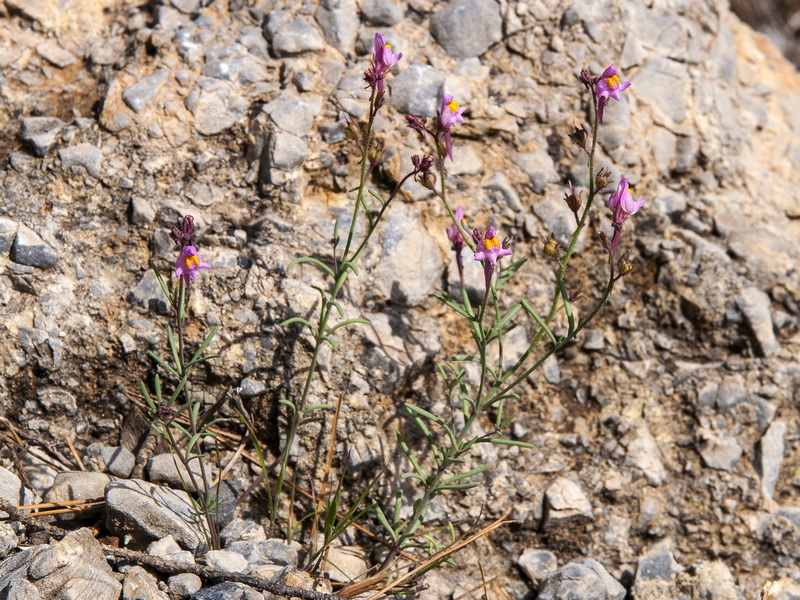 Linaria saturejoides saturejoides.02