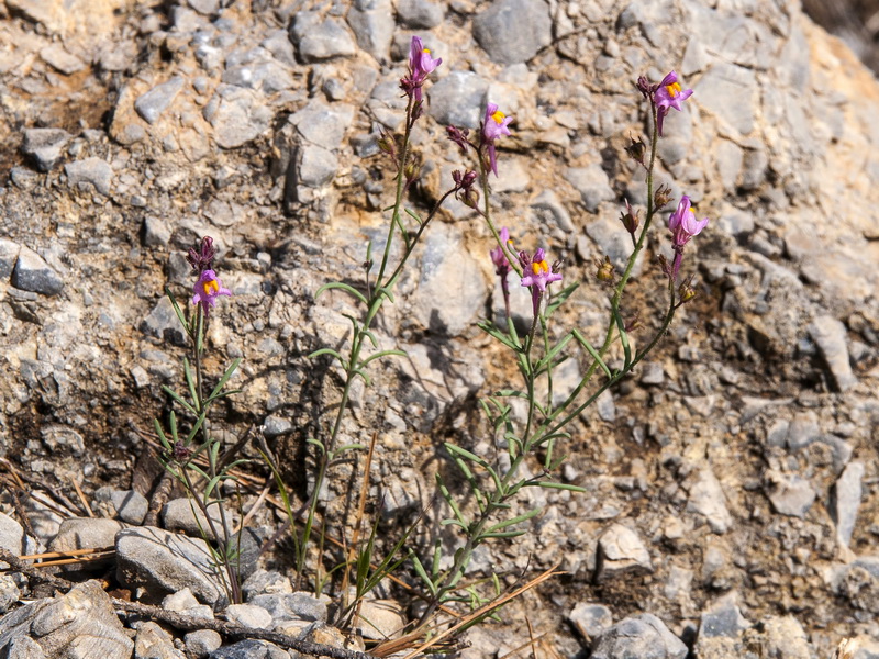 Linaria saturejoides saturejoides.02