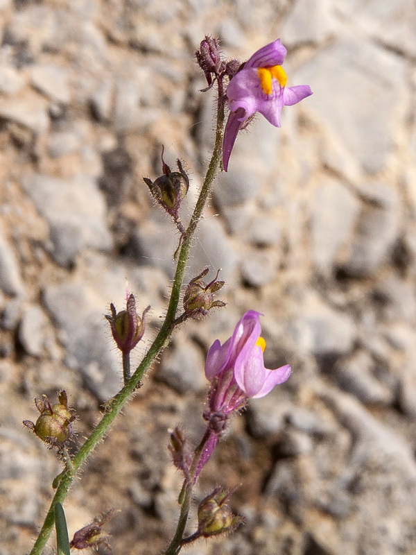 Linaria saturejoides saturejoides.06