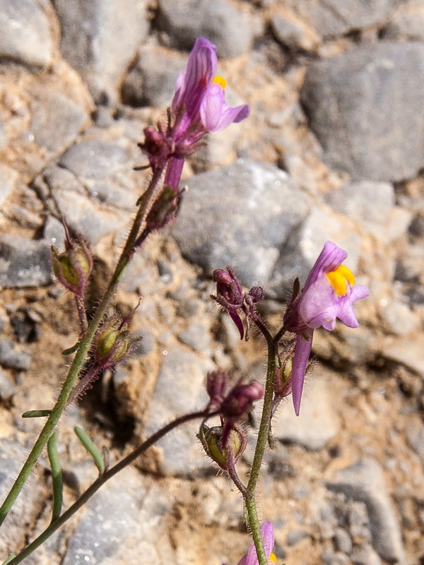 Linaria saturejoides saturejoides.08