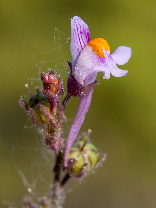 Linaria saturejoides saturejoides.12