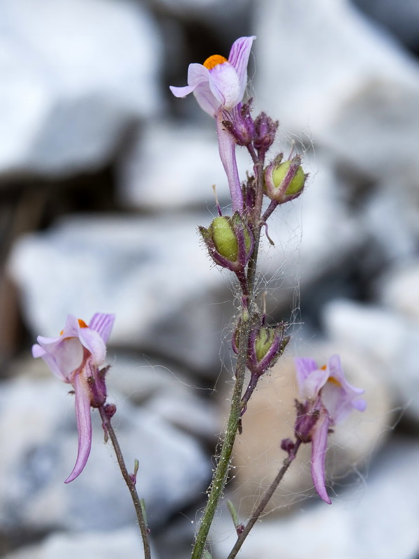 Linaria saturejoides saturejoides.13