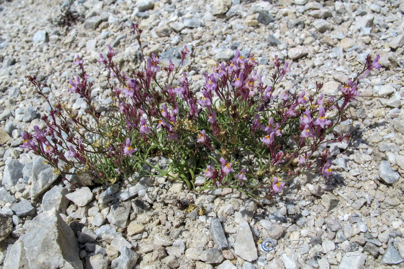 Linaria saturejoides saturejoides.22