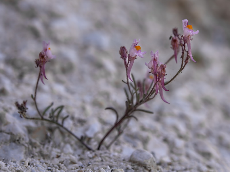 Linaria saturejoides saturejoides.27