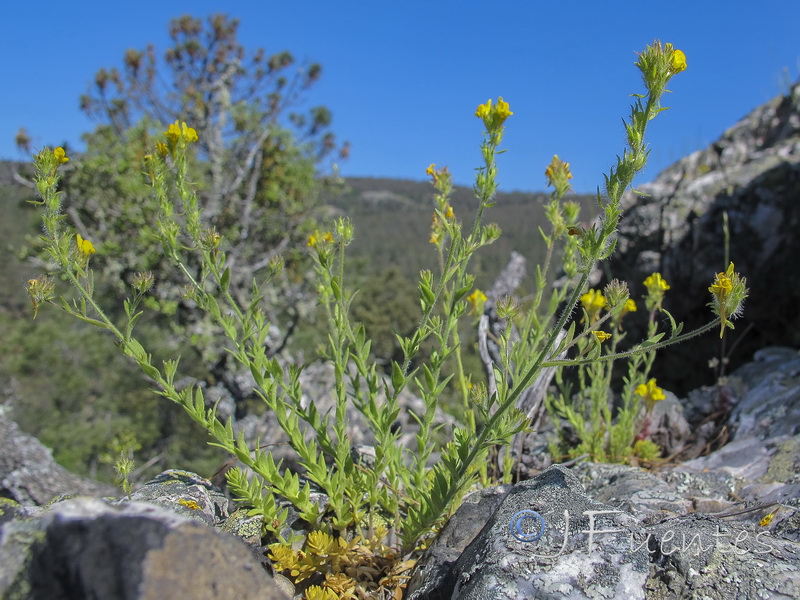 Linaria saxatilis.02