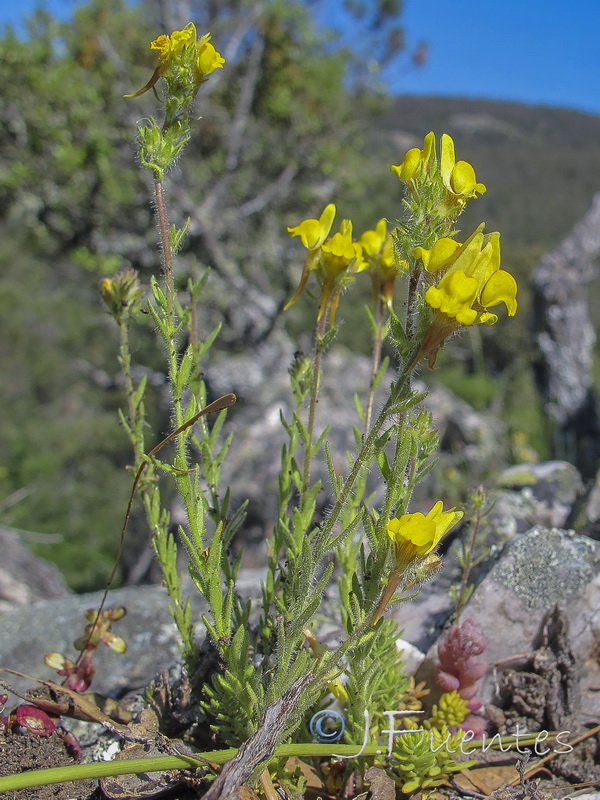 Linaria saxatilis.05