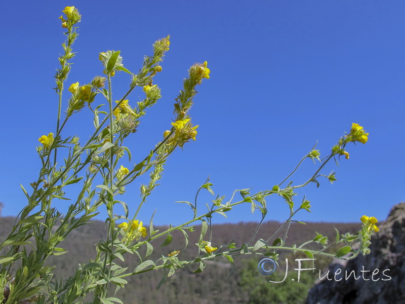 Linaria saxatilis.06