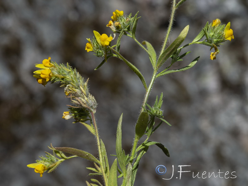 Linaria saxatilis.07