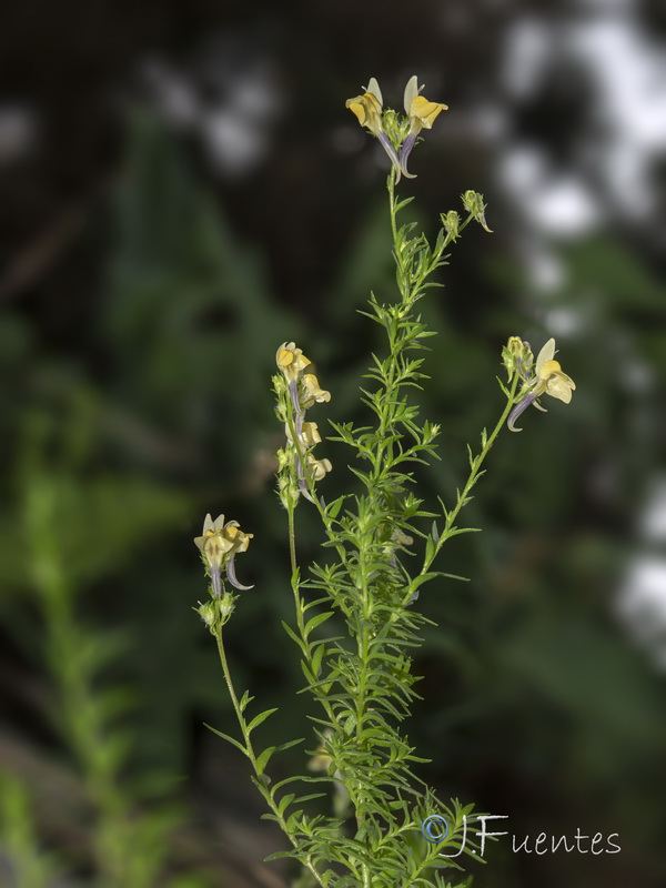 Linaria saxatilis.06