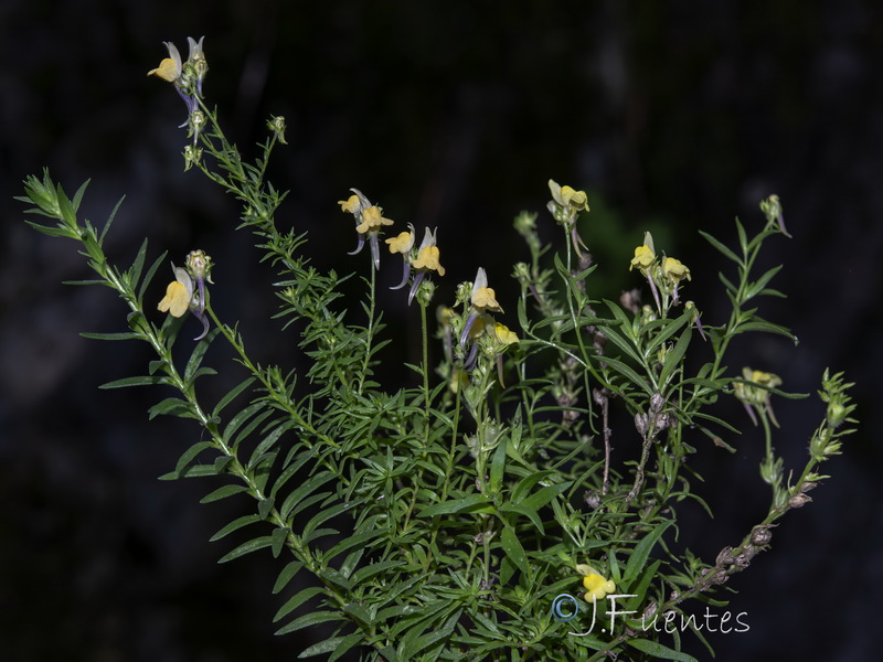 Linaria saxatilis.13