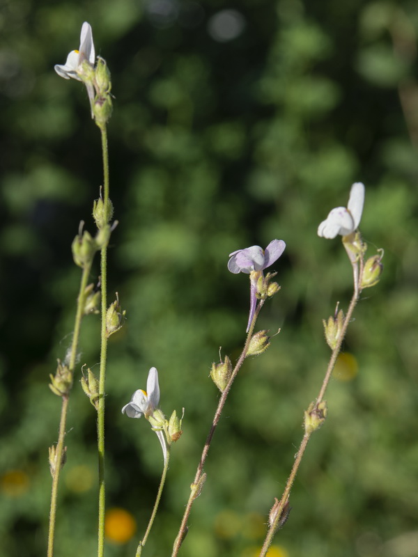 Linaria semialata.02