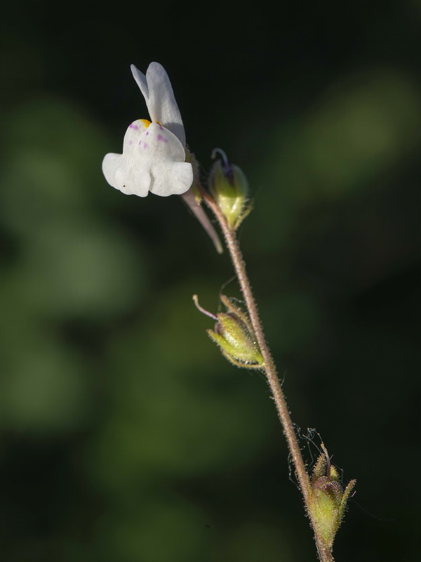 Linaria semialata.06