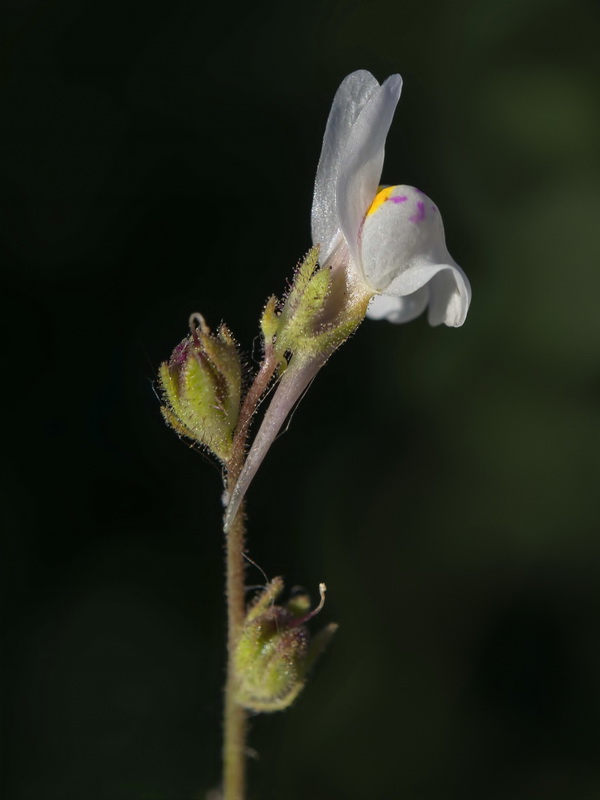 Linaria semialata.08