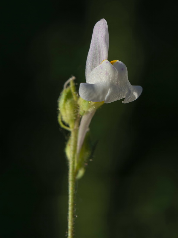 Linaria semialata.09