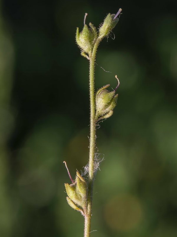 Linaria semialata.11