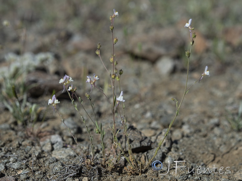 Linaria semialata.14