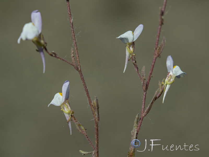 Linaria semialata.04