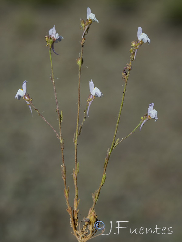 Linaria semialata.01