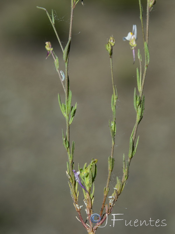 Linaria semialata.03