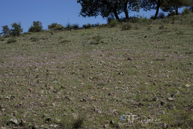 Linaria semialata.27