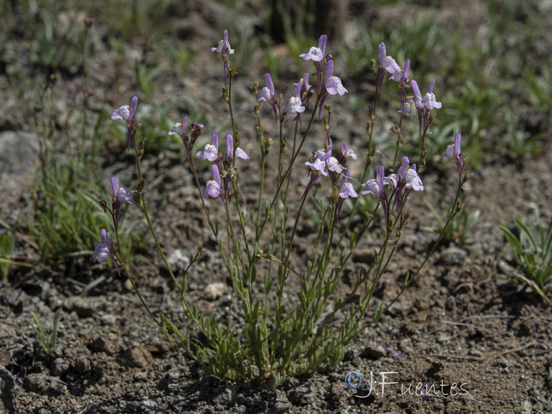 Linaria semialata.30