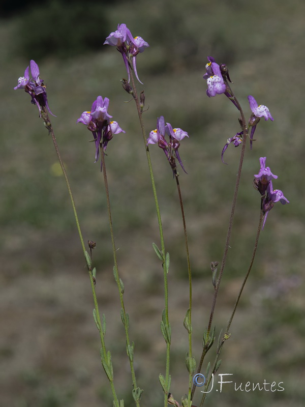 Linaria semialata.31