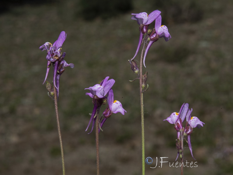 Linaria semialata.32