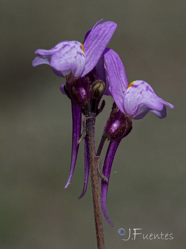 Linaria semialata.33