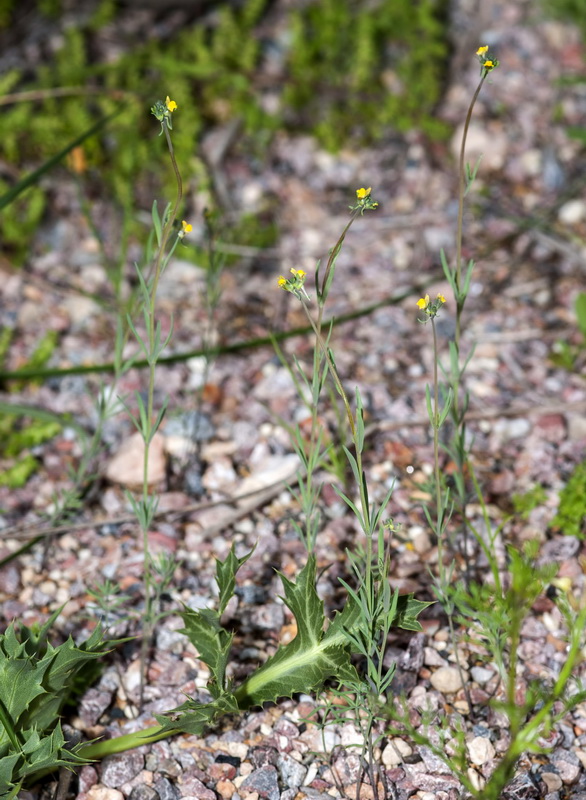 Linaria simplex.01