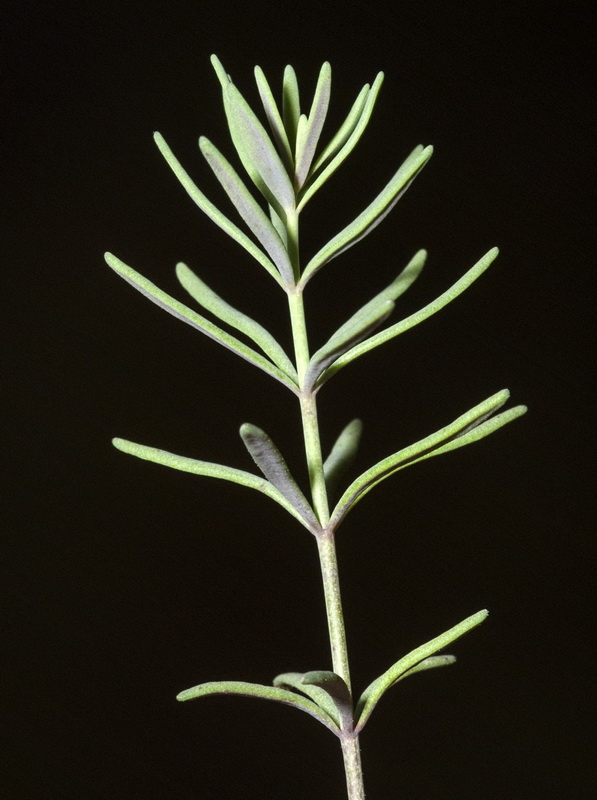 Linaria simplex.03