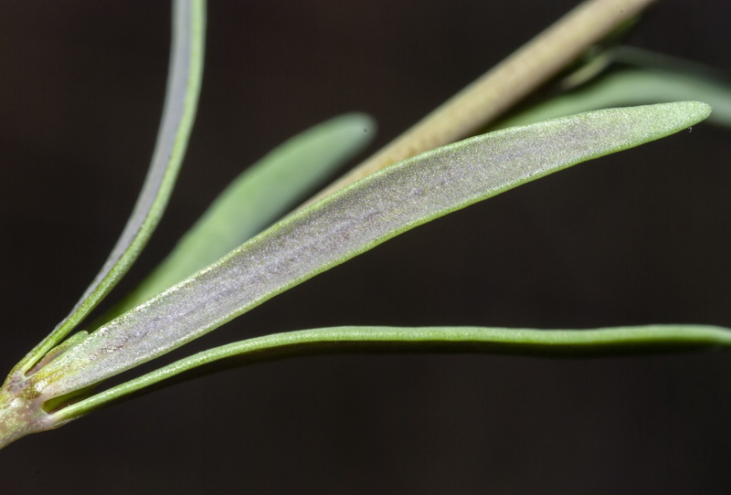 Linaria simplex.06