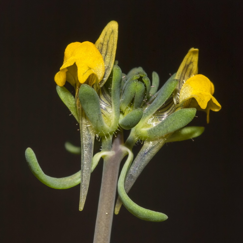 Linaria simplex.10
